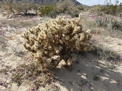 Cylindropuntia echinocarpa