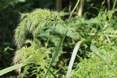Echinochloa walteri