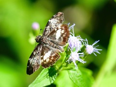 Chiomara georgina