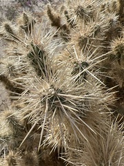 Cylindropuntia echinocarpa