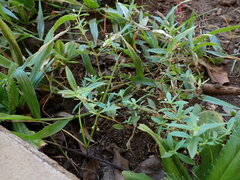 Oldenlandia corymbosa