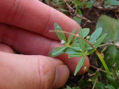 Oldenlandia corymbosa