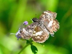 Chiomara georgina