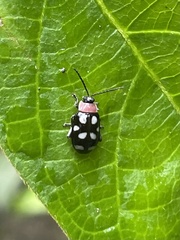 Omophoita