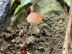 Psathyrella spintrigera