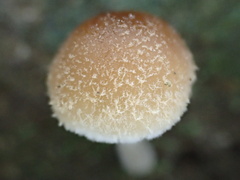 Psathyrella spintrigera