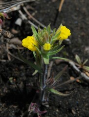 Castilleja lasiorhyncha