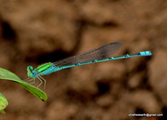Pseudagrion decorum