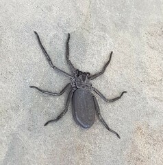 Morebilus plagusius