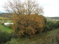 Acer monspessulanum