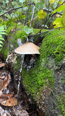 Cyclocybe parasitica