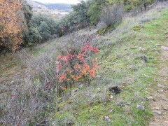 Chrysojasminum fruticans