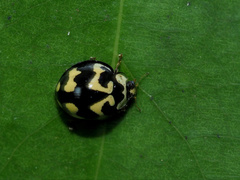 Heterocaria barronensis