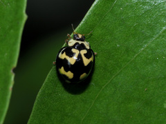 Heterocaria barronensis