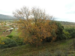 Acer monspessulanum
