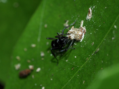 Polyrhachis clio