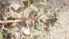 Proboscidea althaeifolia