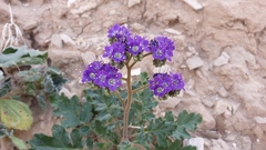 Phacelia crenulata ambigua