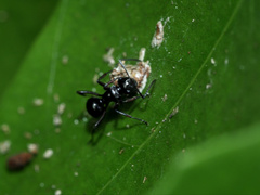 Polyrhachis clio