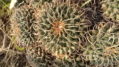 Mammillaria magnimamma