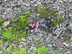 Pistacia terebinthus