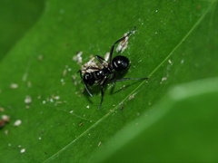 Polyrhachis clio
