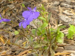 Lobelia