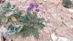 Phacelia crenulata ambigua