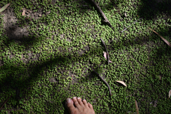 Dichondra repens