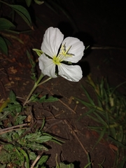 Oenothera tetraptera