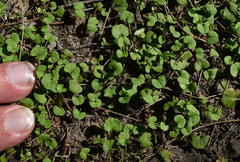 Dichondra repens