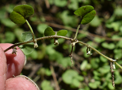 Dichondra repens