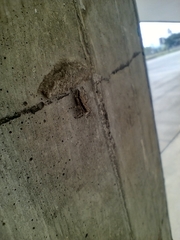 Menemerus bivittatus