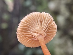 Lactarius gracilis