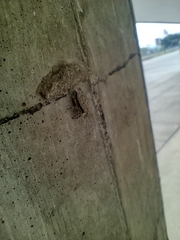 Menemerus bivittatus