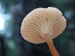 Lactarius gracilis