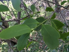 Muellerina celastroides