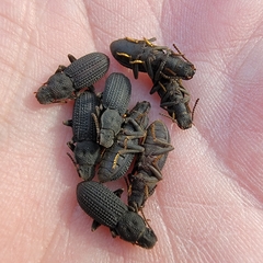 Nyctoporis cristata