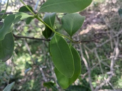 Muellerina celastroides