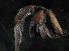 Cyrtophora exanthematica