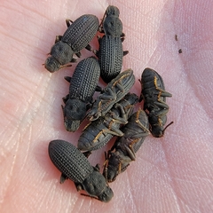 Nyctoporis cristata
