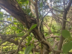 Muellerina celastroides
