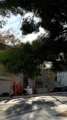 Acacia confusa
