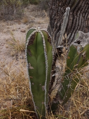 Lophocereus marginatus