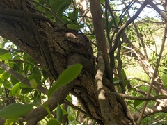 Muellerina celastroides