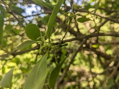 Muellerina celastroides