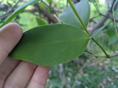 Muellerina celastroides