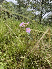Melastoma malabathricum