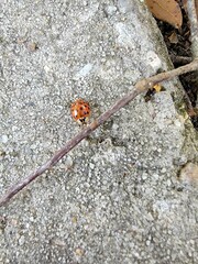 Harmonia axyridis