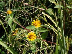 Melampodium divaricatum